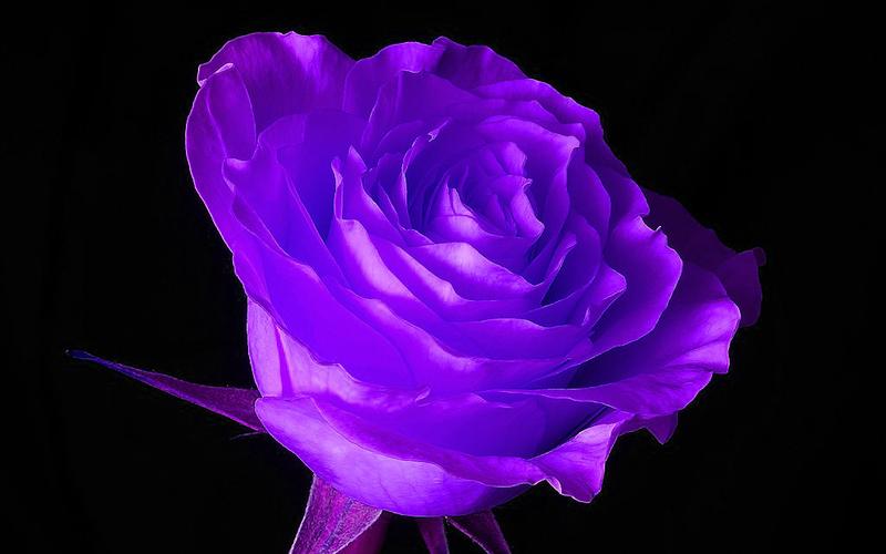 紫色的玫瑰花语(紫色的玫瑰花花语)