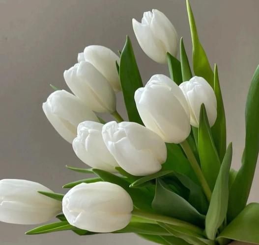 上旬白郁金香属于草本植物,是荷兰的国花#鲜花分享  #每周一花  #花语