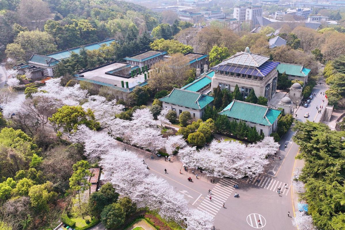 航拍武汉大学樱花季这座百年学府充满静谧和唯美宛如童话世界