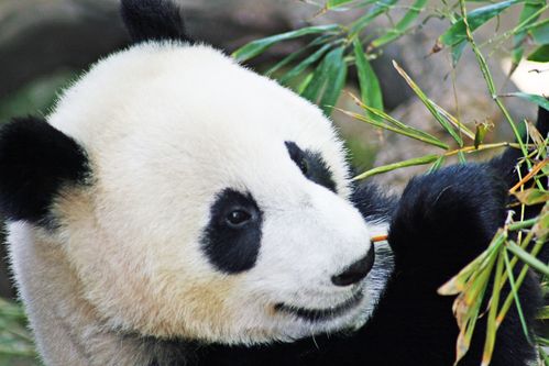 熊猫photo panda-28.jpg | bestgraph