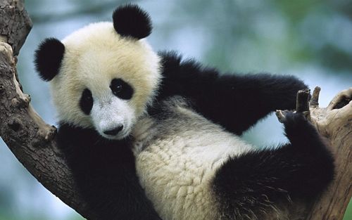 可爱中国熊猫摄影高清壁纸