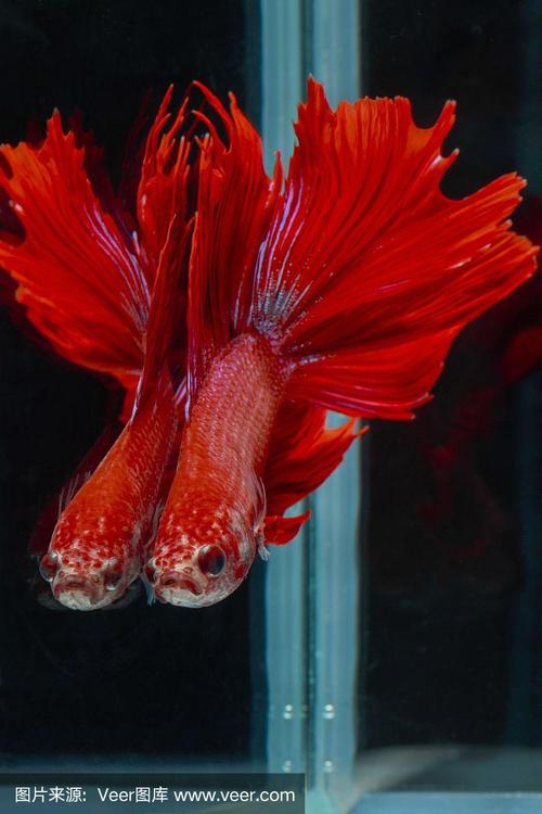 斗鱼,红色的鱼以黑色为背景,色暹罗斗鱼.