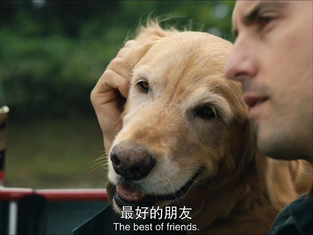 五部关于狗的电影推荐,每一部都催人泪下