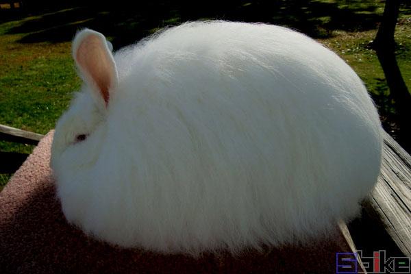 巨型安哥拉兔_巨型长毛兔_大型安哥拉兔