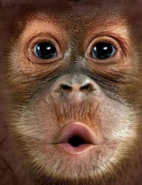 微科普猴脸兰花你的表情太亮了