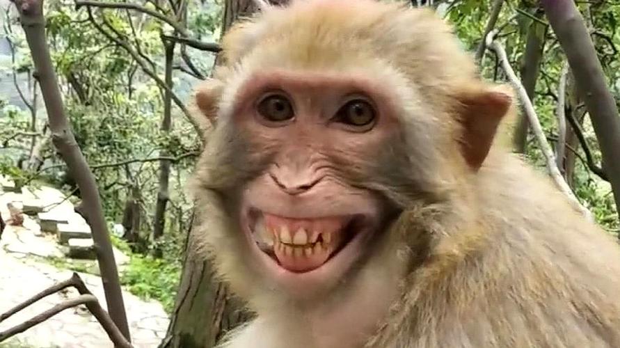这是什么事,能让这猴子笑成这样,什么喜事啊!-动物视频-搜狐视频