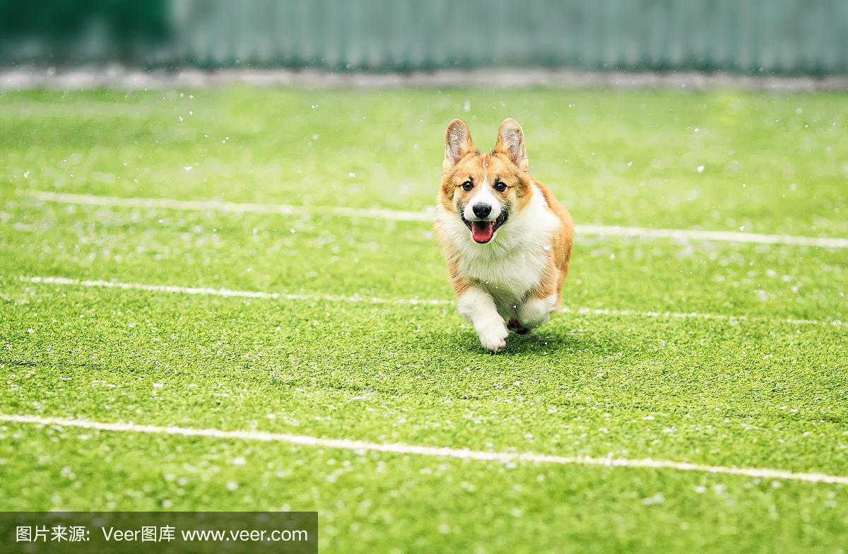 小狗红狗品种柯基有趣的奔跑在绿色的足球场在操场上在城市的街道上