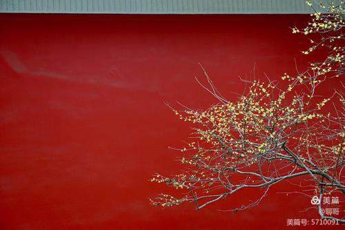 博物馆红墙与腊梅花