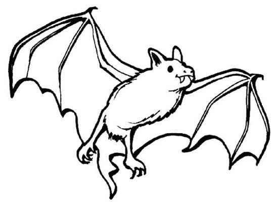 画法飞翔的蝙蝠简笔画教程步骤图片蝙蝠儿童简笔画蝙蝠儿童简笔画怎么