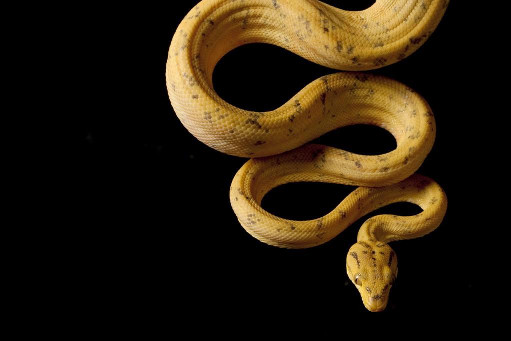 亚马逊树蟒蛇,亚马逊树蟒 (corallus hortulanus) 在黑色背景上孤立.