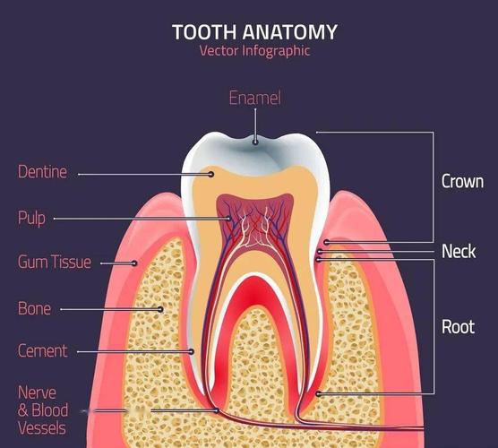 看牙齿解剖图,牙外层是一层牙釉质,呈透明状包裹着牙齿的内部结构.