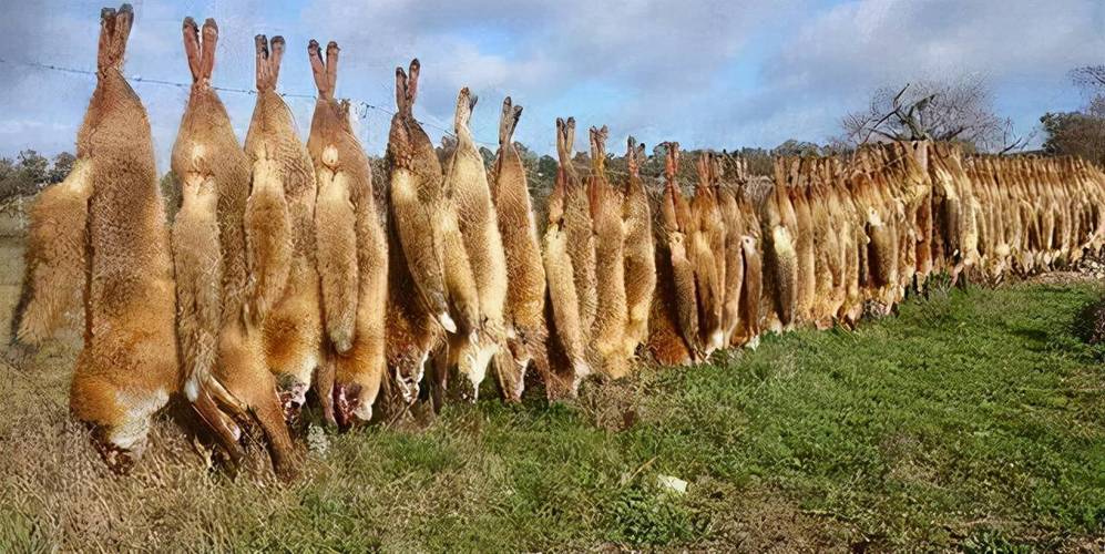 澳大利亚野兔成灾,体重达百斤,为何没人吃?当地人:吃不过它们