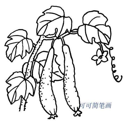 儿童简笔画黄瓜的简单画法黄瓜属于葫芦科植物黄瓜口感清脆清凉不