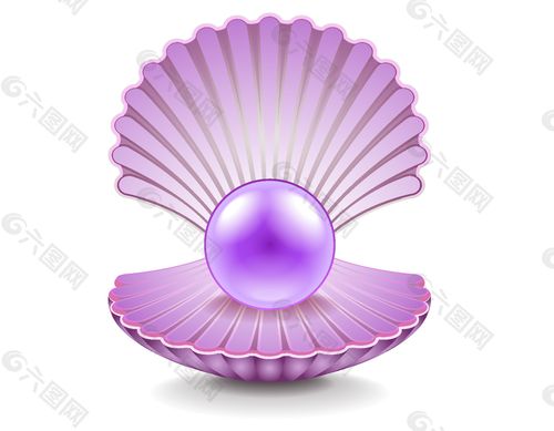 贝壳里的紫色珍珠矢量图