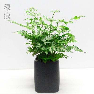 广州 绿痕 绿植 植物 夏雪银线蕨 盆栽 净化空气 放辐射 家居美化