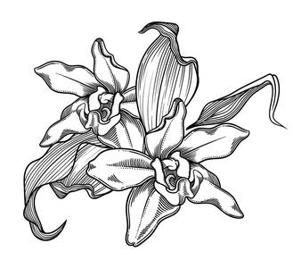 详细的花卉在黑白素描风格.高雅的花卉装饰设计.各组组成成分分离.