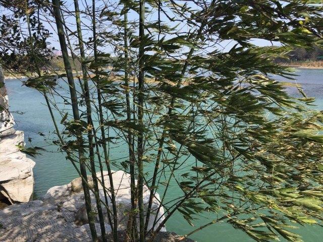 这个季节的风特别大,看看这竹子被风吹的