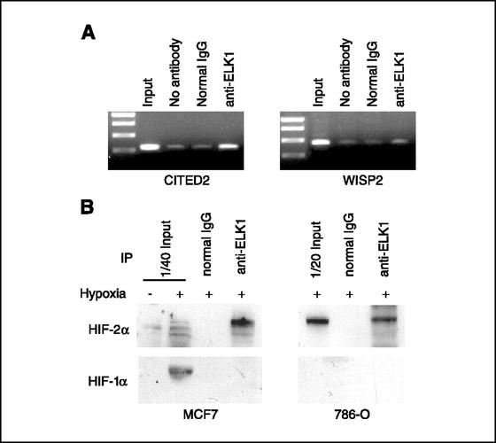 role of ets transcription factors in the hypoxia