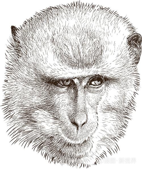 一只猴子的肖像