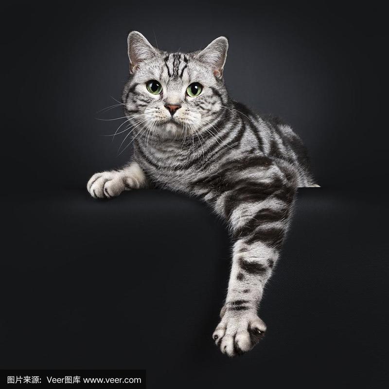 银色斑纹英国短毛猫在黑色