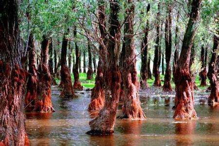 红树林在中国分布的最北地带是浙江省