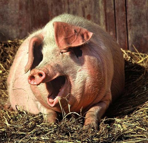 浙江温州,一头猪慵懒地晒太阳,仿佛笑得很开心.(具体