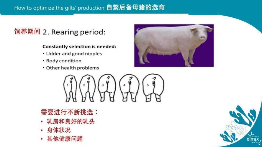后备母猪在饲养期间需要进行不断的挑选,主要性状包括:良好的乳头及