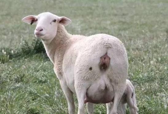 母羊早产怎么治疗?养羊人必学!|饲料|怀孕|养殖户|怀孕期间_网易订阅