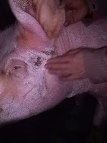 猪病治疗母猪皮肤上结痂成块状怎么治
