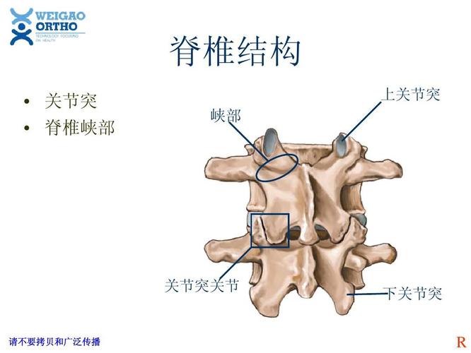 基础脊椎结构  关节突 脊椎峡部 上关节突 峡部 关节突关节 下关节突