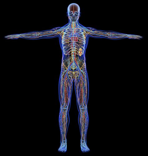 系统射线检查全身血管健康高清图片下载-包图网