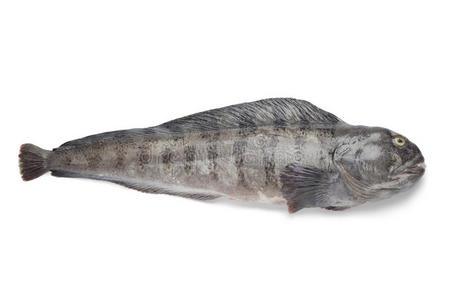 新鲜生大西洋狼鱼照片