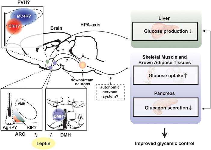 insulin: the role of leptin signaling in the hypothalamus