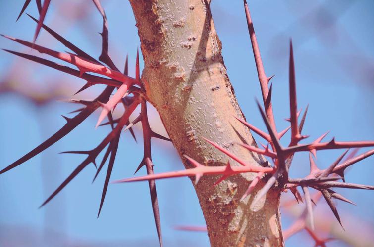 皂荚树的刺:皂荚树属于双子叶植物纲豆目豆科皂荚属