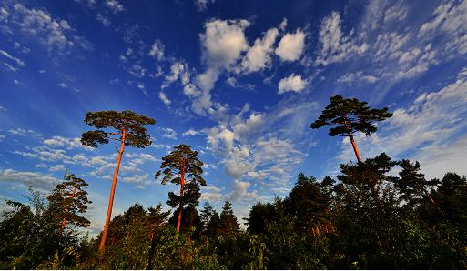 白河林业:加强濒危物种美人松保护 促进人与自然和谐发展-吉林长白山