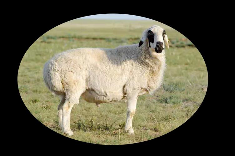 毕力功达来牧场欢迎您 写美篇         兄弟肉铺的羊吃的是中草药