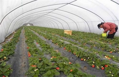 冬季大棚草莓如何补光 - 农业种植网