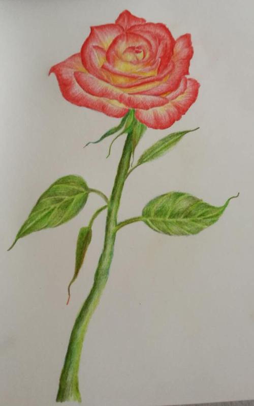11红玫瑰21天花卉彩色铅笔绘画教程