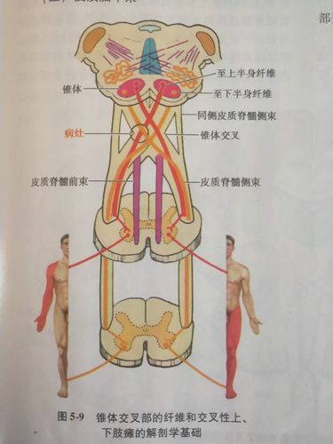 皮质脊髓前束分布在前内侧,也夹带着很少一些没有交叉过去的皮质脊髓