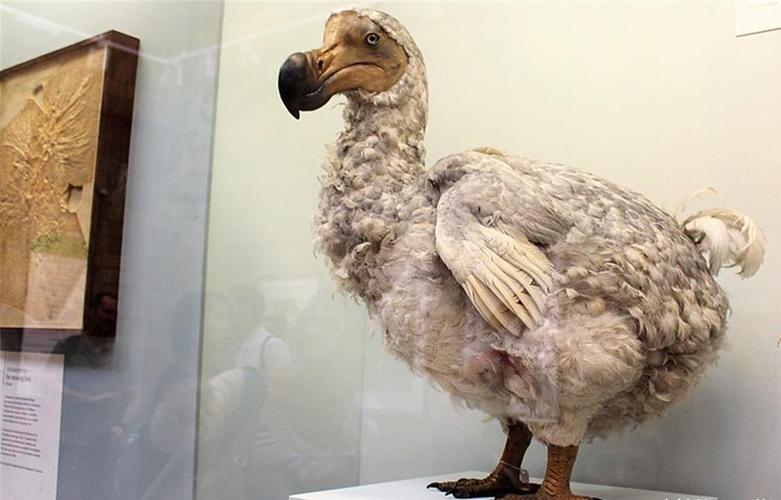 原创渡渡鸟肉难以下咽还是在200年的时间里被灭绝了