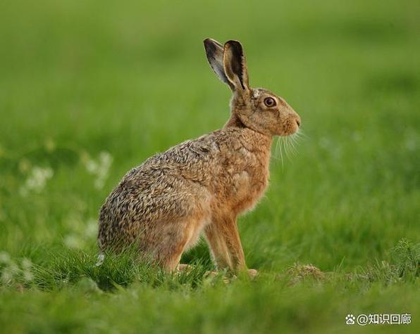 欧洲野兔:适应力极强的短跑冠军