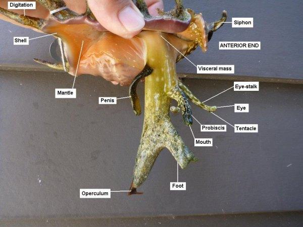 海螺有寄生虫吗 (海螺尾部到底是黄还是屎?)-第3张图片-郝囷科技