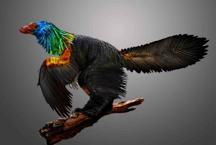 又一种有羽毛的恐龙,距今1.6亿年,还是恐龙界的颜值担当