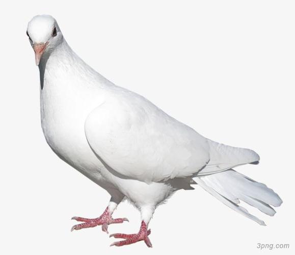白色信鸽png素材透明免抠图片动植人物