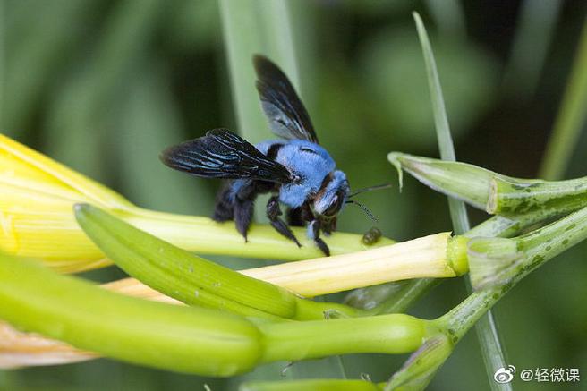 蓝木蜂,太漂亮了!