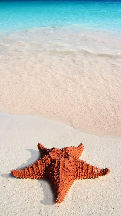 沙滩上的海星高清摄影图片