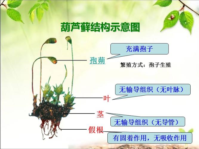 第四节苔藓植物与蕨类植物