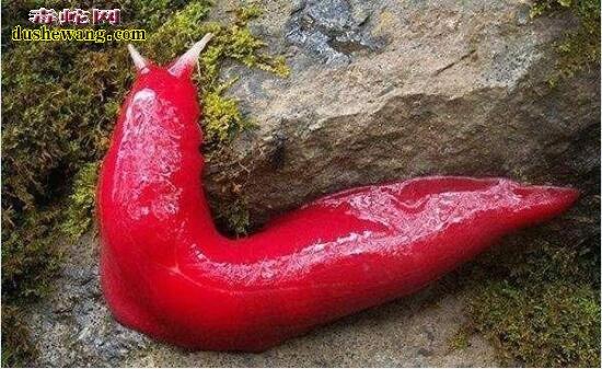 世界十大最艳丽的动物帝王颈环蛇最毒红蛞蝓最恶心