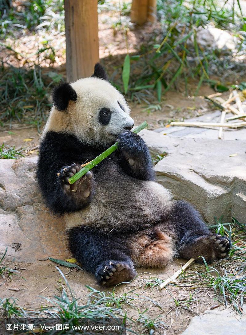 可爱的熊猫坐着吃竹子