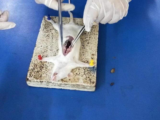 实验解剖大白鼠啊